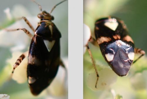 Liocoris tripustulatus